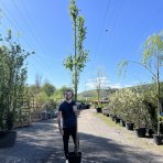 Muchovník stromovitý (Amelanchier arborea) ´ROBIN HILL´ - výška 290-300 cm, obvod kmeňa 6/8 cm, kont. C15L - NA KMIENKU